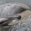 Gowanus Dolphin Probably Wasn't Killed By Toxic Canal, Necropsy Finds